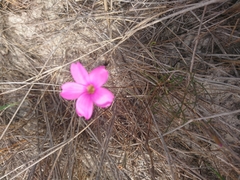 Oxalis polyphylla pentaphylla