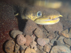 Anguilla marmorata