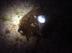 Taonia lennebackerae