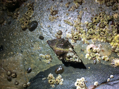 Ocenebrinae