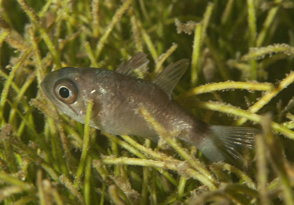 Dusky Cardinalfish
