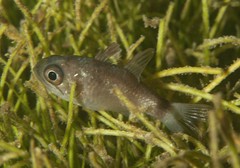 Nectamia fusca