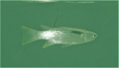 Ellochelon vaigiensis