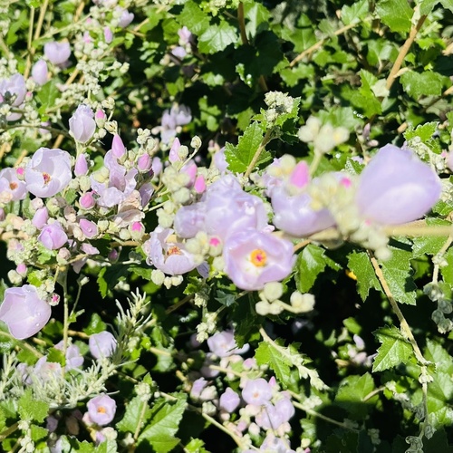 iNaturalist observation photo of southern coastal bushmallow