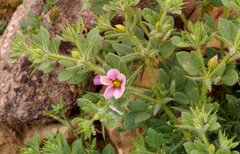 Fagonia mollis