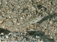 Ctenogobiops feroculus