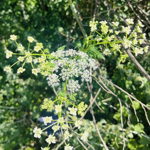 iNaturalist observation photo of poison hemlock