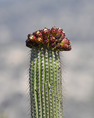 Cephalocereus tetetzo (Cephalocereus tetetzo)
