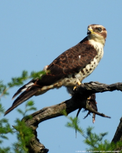 African Cuckoo-Hawk
