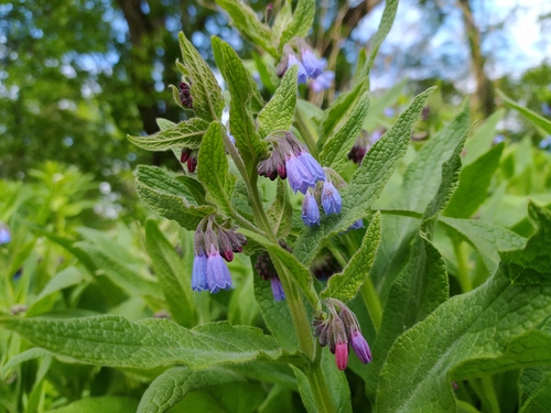 Rough Comfrey