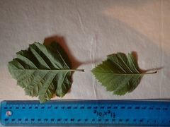 Karpatiosorbus latifolia