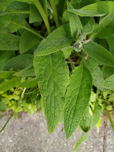 Rough Comfrey