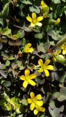 Oxalis corniculata corniculata