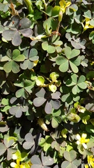 Oxalis corniculata corniculata