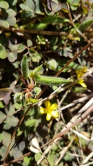 Oxalis corniculata corniculata