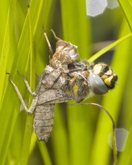 Somatochlora kennedyi