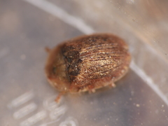 Hypocassida subferruginea