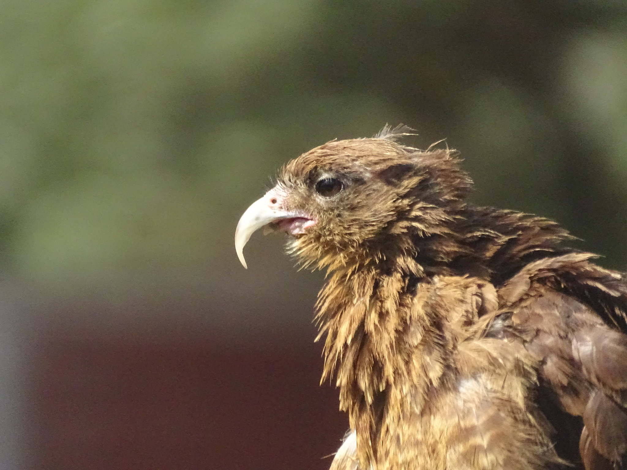 Chimango Caracara illustration