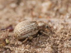 Philopedon plagiatum