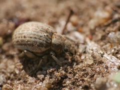 Philopedon plagiatum