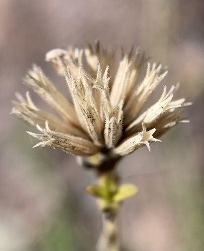 Epling's Monardella (Monardella eplingii)
