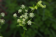 Peucedanum praeruptorum