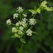 Peucedanum praeruptorum - Photo (c) Sunnetchan, alguns direitos reservados (CC BY-NC-ND), enviado por Sunnetchan