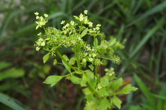 Peucedanum praeruptorum