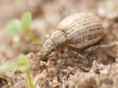 Philopedon plagiatum