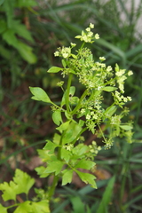 Peucedanum praeruptorum