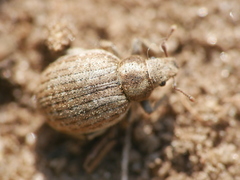 Philopedon plagiatum