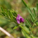 Vicia sativa segetalis - Photo (c) Alexis, some rights reserved (CC BY), uploaded by Alexis