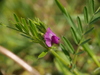 Vicia sativa segetalis - Photo (c) Alexis, some rights reserved (CC BY), uploaded by Alexis
