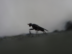 Pherbellia annulipes