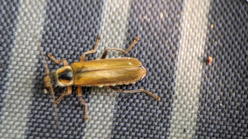 Cantharis decipiens, Noordwijkerhout, Nederland, photo 6 of 10