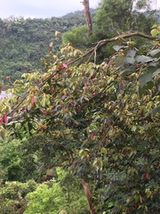 Elaeocarpus japonicus