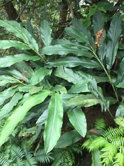 Alpinia uraiensis