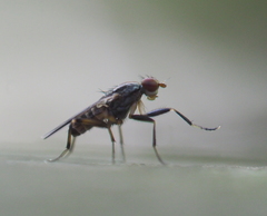 Pherbellia annulipes