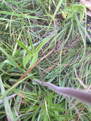 Delphinium carolinianum