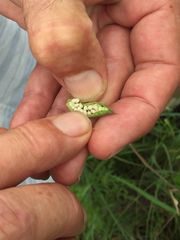 Delphinium carolinianum