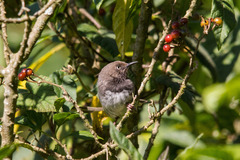 Taita Apalis photo 1
