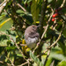 Taita Apalis - Photo (c) Peter Steward, some rights reserved (CC BY-NC)