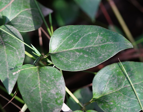 Vinca major