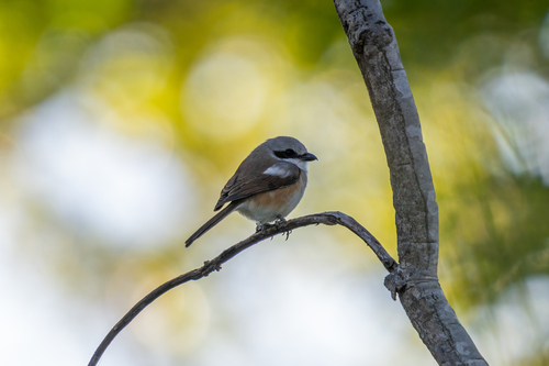 iNaturalist image