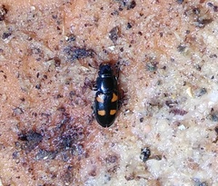 Glischrochilus quadripunctatus