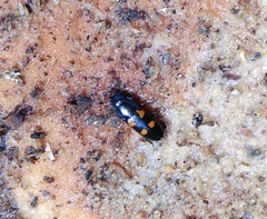 Glischrochilus quadripunctatus