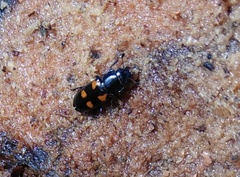 Glischrochilus quadripunctatus