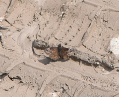 Erynnis lucilius
