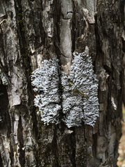 Physconia subpallida