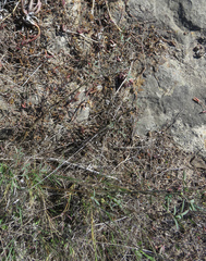 Indigofera psoraloides